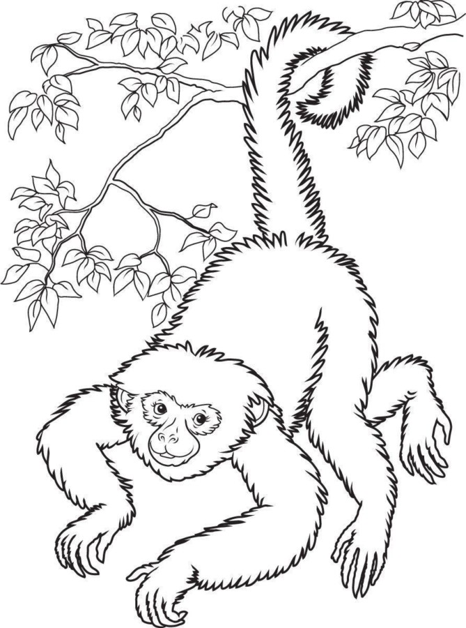 Alegre Macaco na Floresta