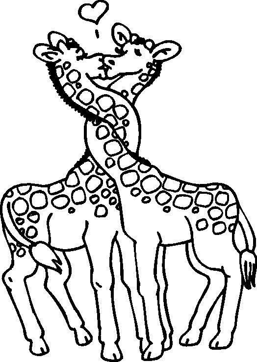 Amor nas Alturas: Girafas Apaixonadas