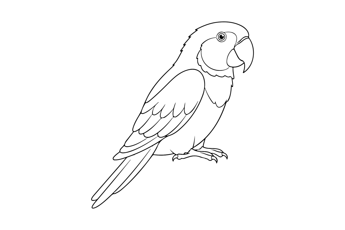 Desenho de Arara em pé no chão para imprimir e colorir