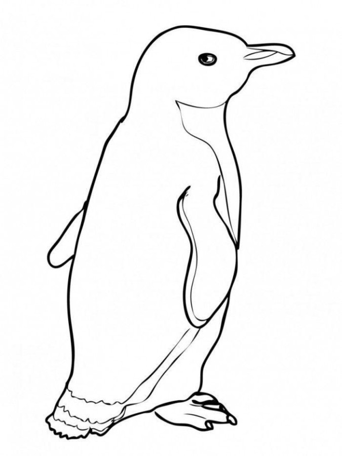 A Aventura do Pinguim Colorido