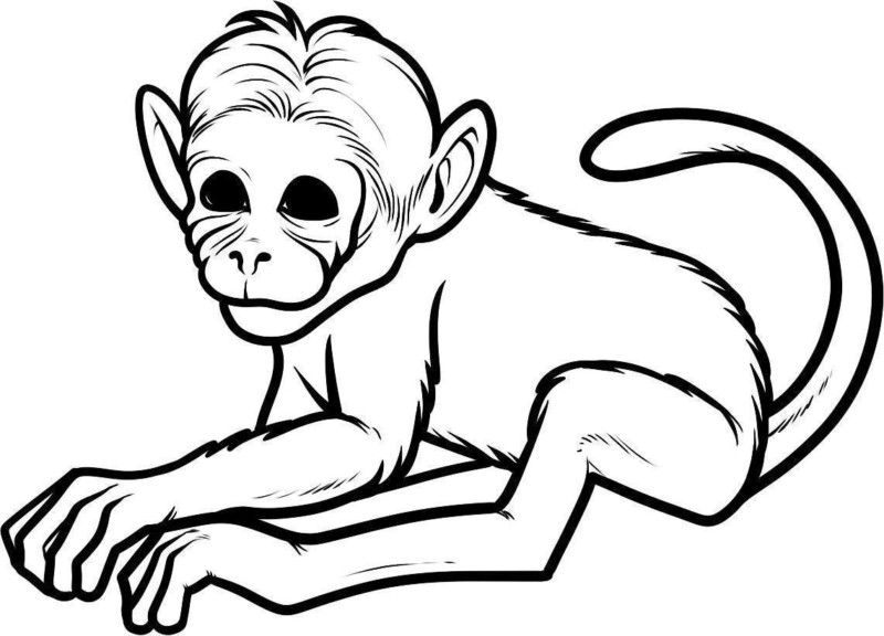 Aventura em Preto e Branco: O Macaco Relaxado