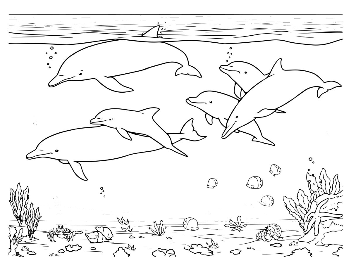 Aventura Subaquática com Golfinhos