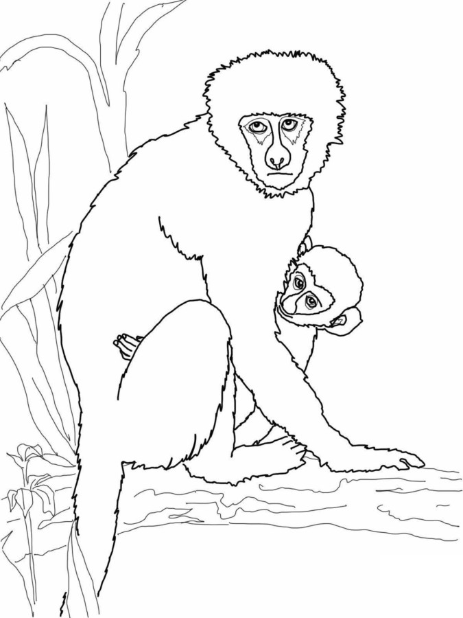 Aventuras da Família de Macacos