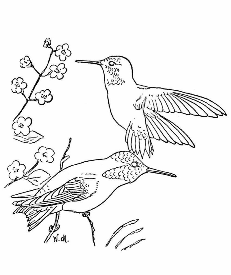 Beija-flores em Fuga Artística