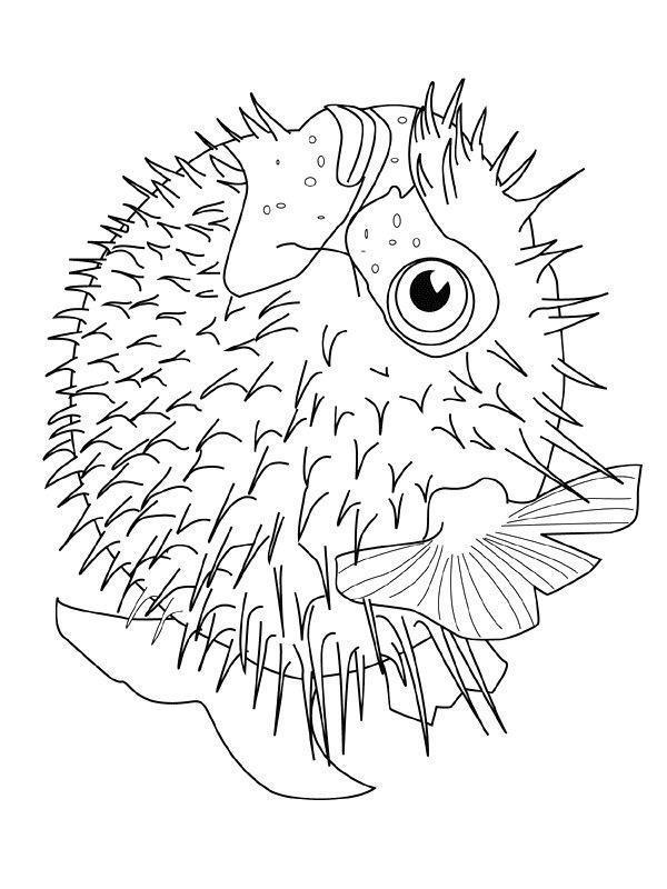 Desenho Detalhado de Baiacu Espinhoso