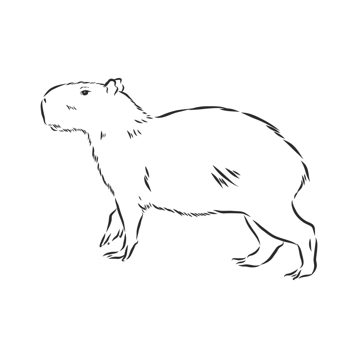 Desenho Detalhado de Capivara