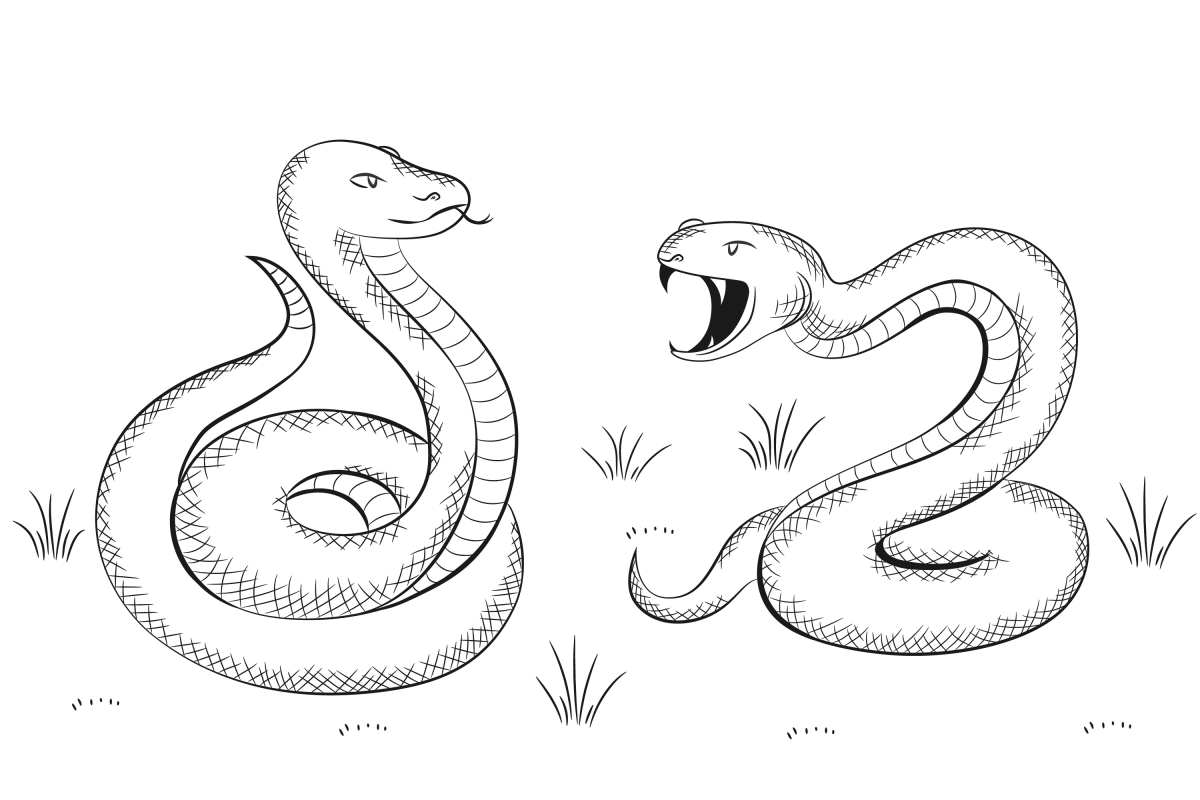 Duelo de Serpentes Majestosas