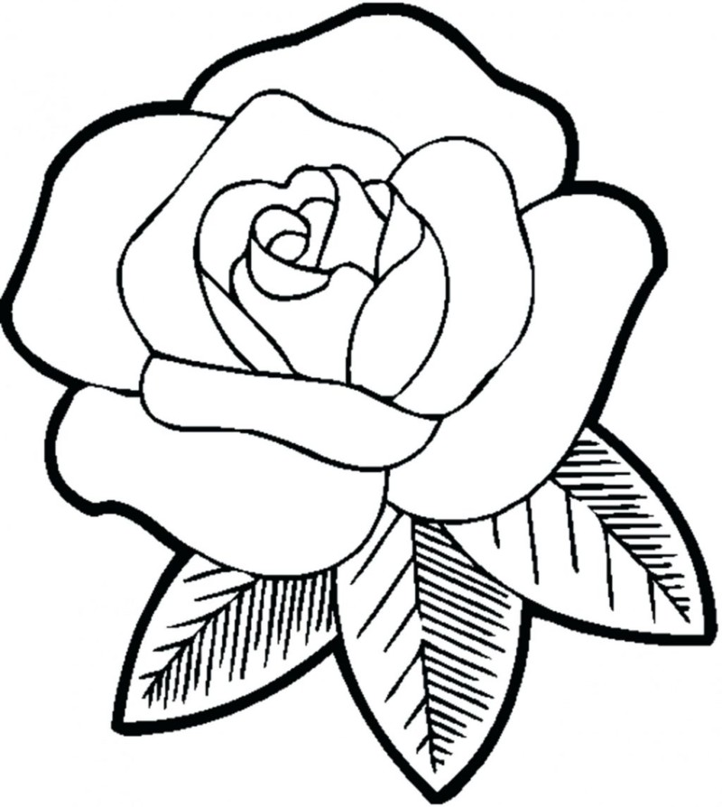 Encanto da Rosa: Coloração Delicada