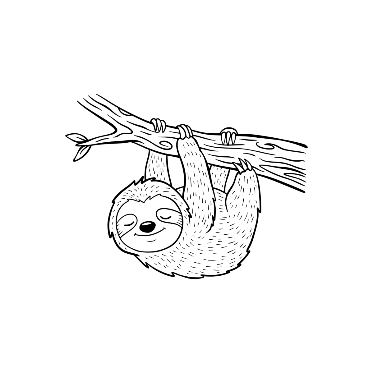 Desenho de Filhote de preguiça pendurado para imprimir e colorir