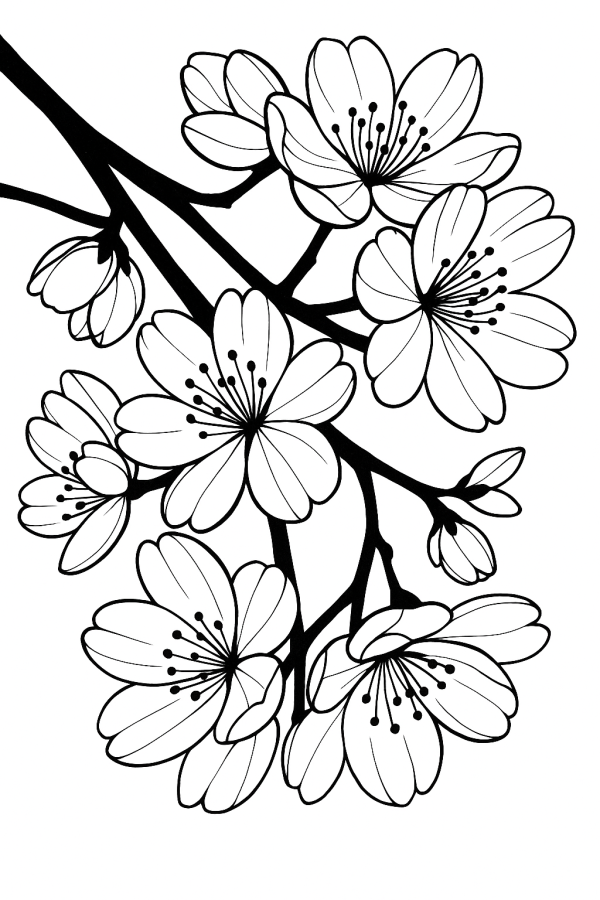 Flores de Cerejeira em Flor