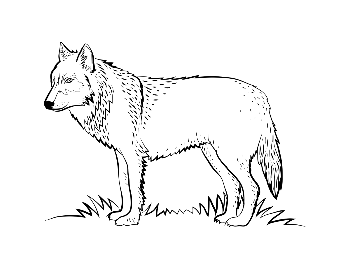 O Lobo Majestoso na Natureza