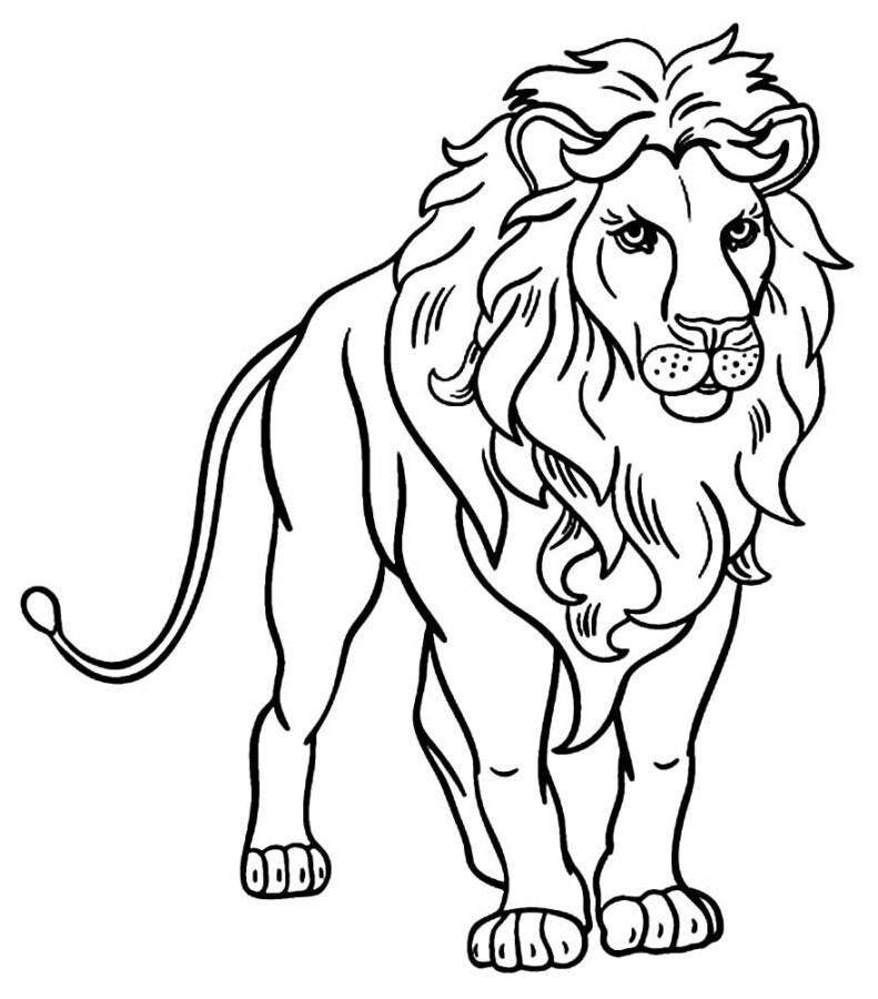 Majestic Lion Awaiting Colors