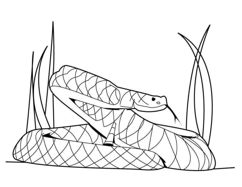 Serpente no Jardim