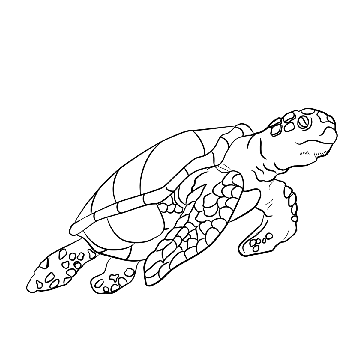 Desenho de Tartaruga-marinha mergulhando para imprimir e colorir
