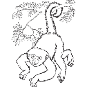 Alegre Macaco na Floresta
