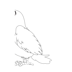Arara de pé olhando para o lado para colorir
