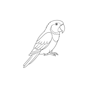 Arara em pé no chão para colorir