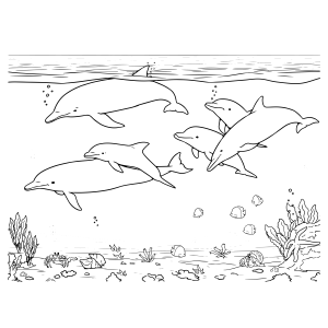 Aventura Subaquática com Golfinhos