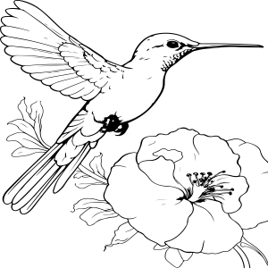 Beleza do Beija-flor em Flor