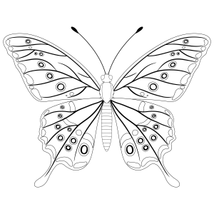 Belíssima Borboleta para Colorir