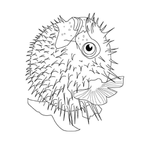 Desenho Detalhado de Baiacu Espinhoso