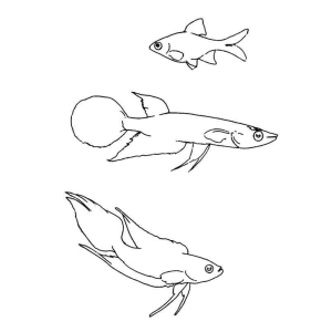 Desenho de Peixes Aguardando Colorir