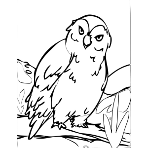 Encantadora Coruja no Bosque