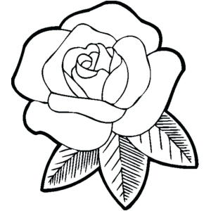 Encanto da Rosa: Coloração Delicada
