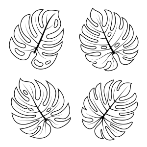 Explorando a Beleza das Folhas de Monstera