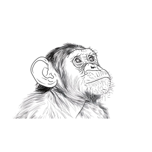 Expressão Curiosa do Macaco