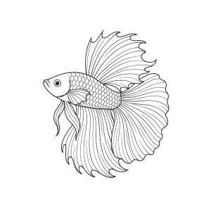 Exuberante Peixe Betta para Colorir