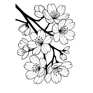 Flores de Cerejeira em Flor
