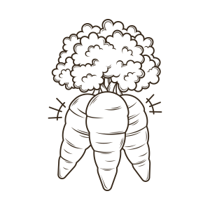 Inusitada Ilustração de Cenoura com Folhagem