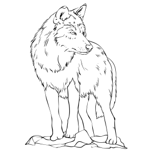 Lobo Majestoso nas Montanhas