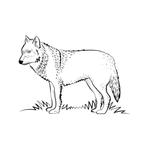 O Lobo Majestoso na Natureza
