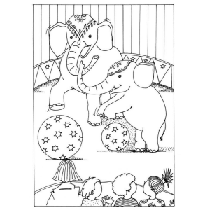 Show de Elefantes no Circo