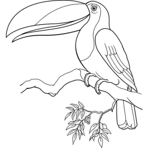 Tucano com o bico virado para cima para colorir