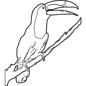 Tucano de bico aberto no galho para colorir