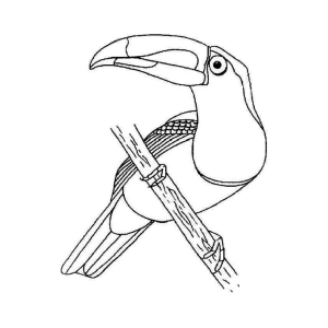 Tucano descansando em um galho fino para colorir