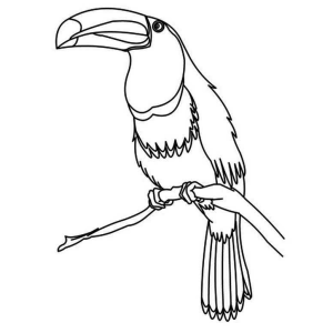 Tucano elegante pousado no galho para colorir