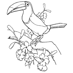Tucano em um galho cheio de flores para colorir