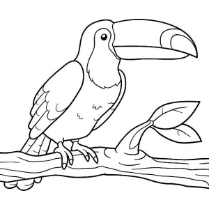 Tucano entre folhas da mata para colorir