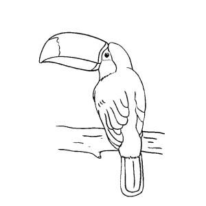 Tucano espiando de lado para colorir