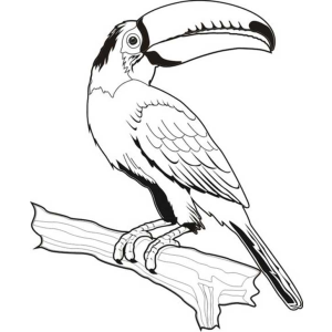 Tucano pousado em um tronco para colorir