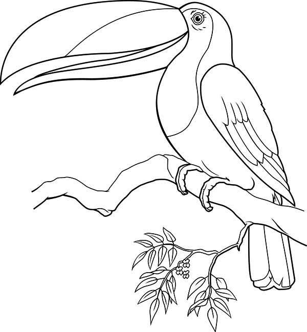 Desenho de Tucano com o bico virado para cima para imprimir e colorir