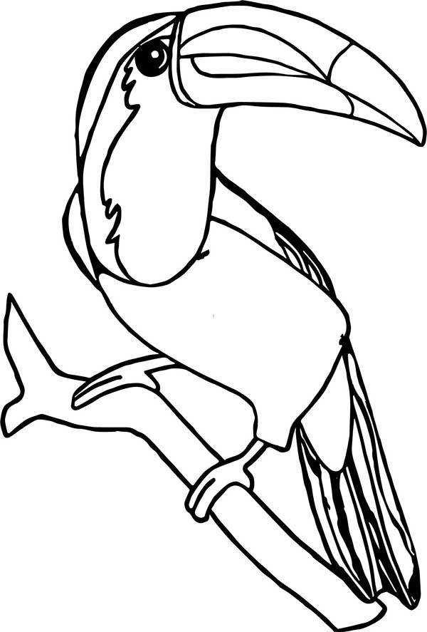 Desenho de Tucano com penas detalhadas para imprimir e colorir