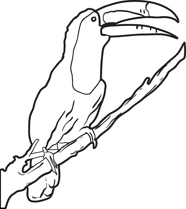 Desenho de Tucano de bico aberto no galho para imprimir e colorir