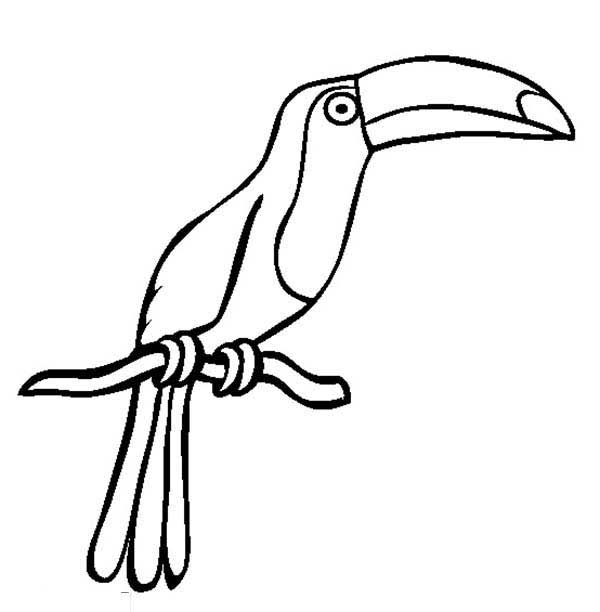 Desenho de Tucano de corpo inteiro no galho para imprimir e colorir