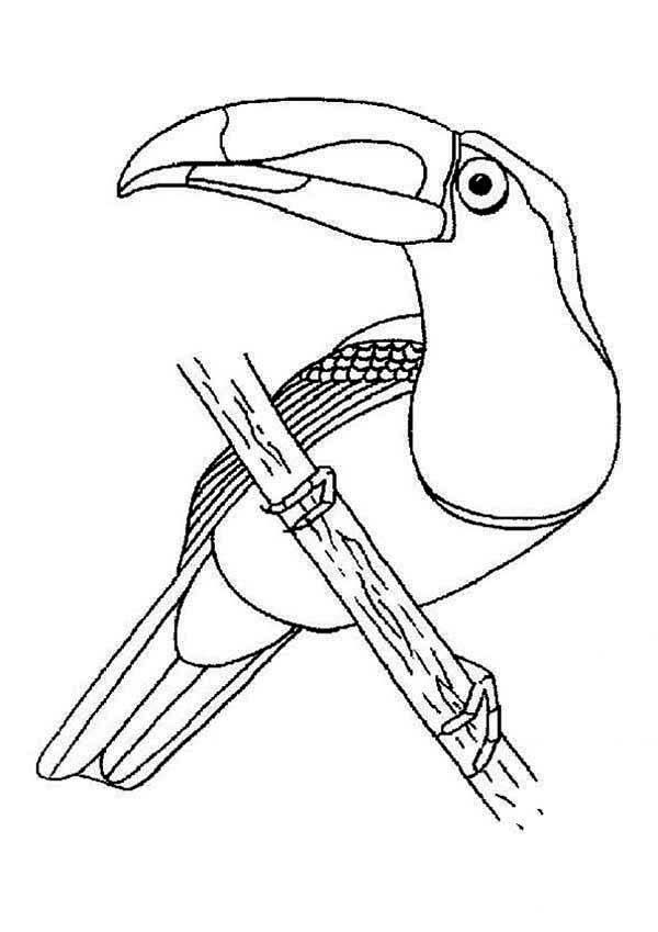 Desenho de Tucano descansando em um galho fino para imprimir e colorir