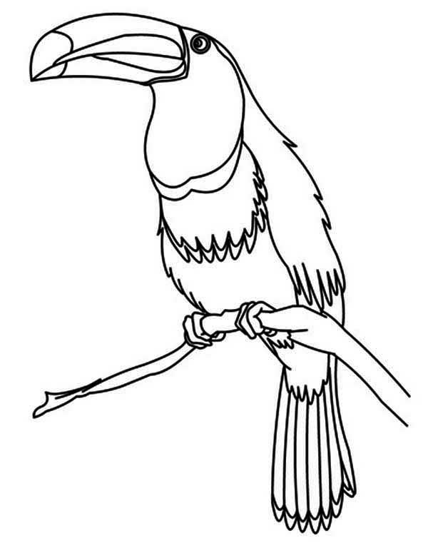 Desenho de Tucano elegante pousado no galho para imprimir e colorir